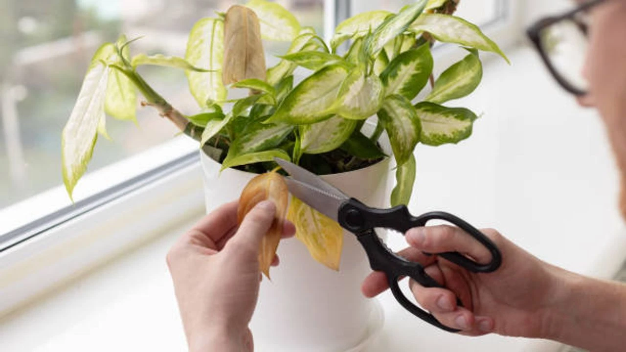 Çiçeklerinizin solmasına göz yummayın! Bahçıvanlar bu sırları paylaşmak istemiyor! Evde hazırlanan karışımlar hayata döndürüyor