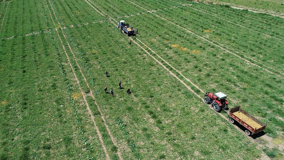 Markette kilosu 40 TL, tarlada 7 TL! Yazın en sevilen meyvesinde hasat başladı: