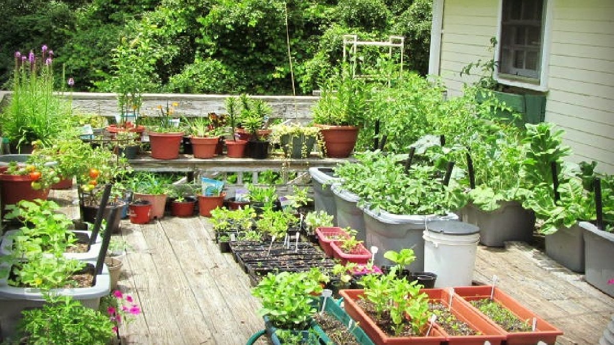 Ne bahçeye ne de tarlaya ihtiyacınız var! Balkonda bile yetişiyor, tadına doyum olmuyor