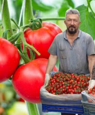 Hasatta sona gelindi, fiyatlar aşağı çekildi! Kemikleri güçlendiriyor, damarları açıyor: Kilosu 25 liradan satılıyor