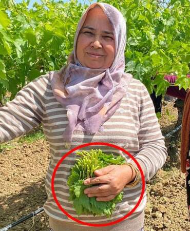Üreticiden 70 TL’ye alıp pazarda 200 TL’ye satıyorlar! ‘Yaprakbank’ın masrafı neredeyse sıfır