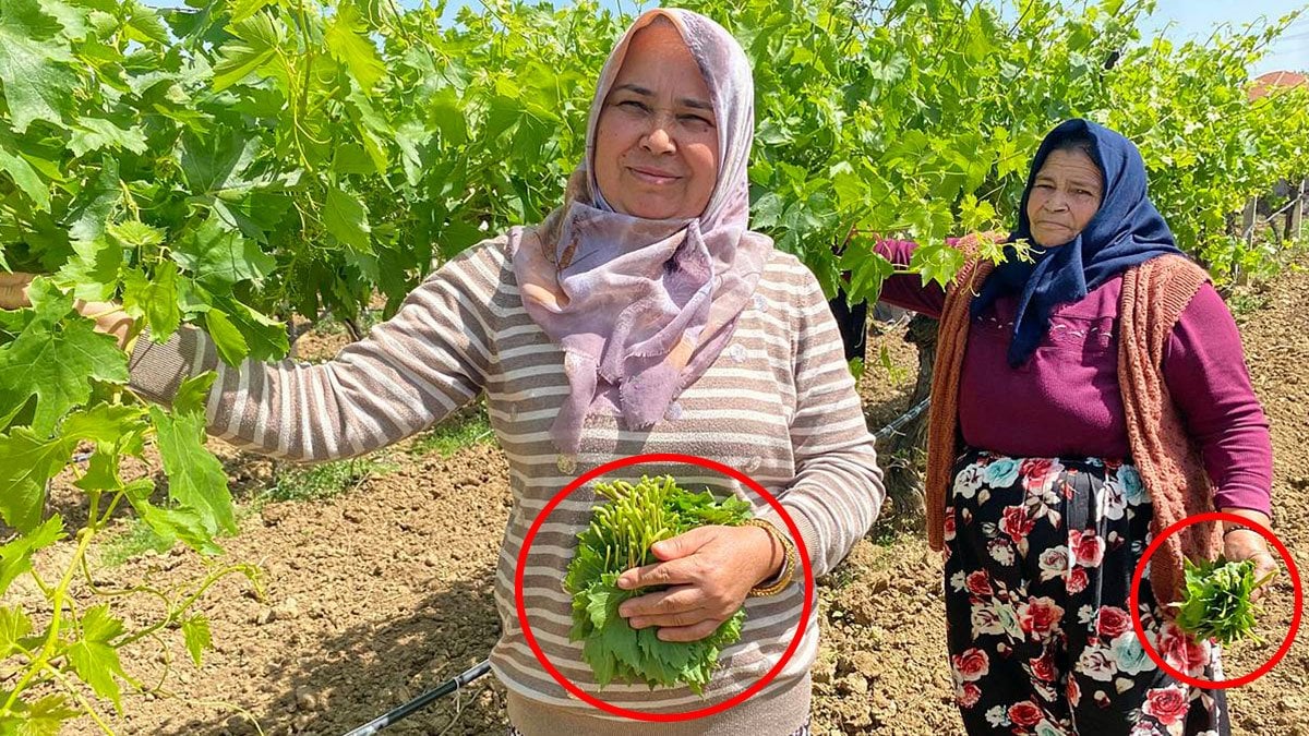 Üreticiden 70 TL’ye alıp pazarda 200 TL’ye satıyorlar! ‘Yaprakbank’ın masrafı neredeyse sıfır