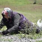 Hiçbir emek istemiyor, kendi kendine yetişiyor! Yol kenarında gören arabayı durdurup topluyor! Sivaslıların uzun yaşam sırrı