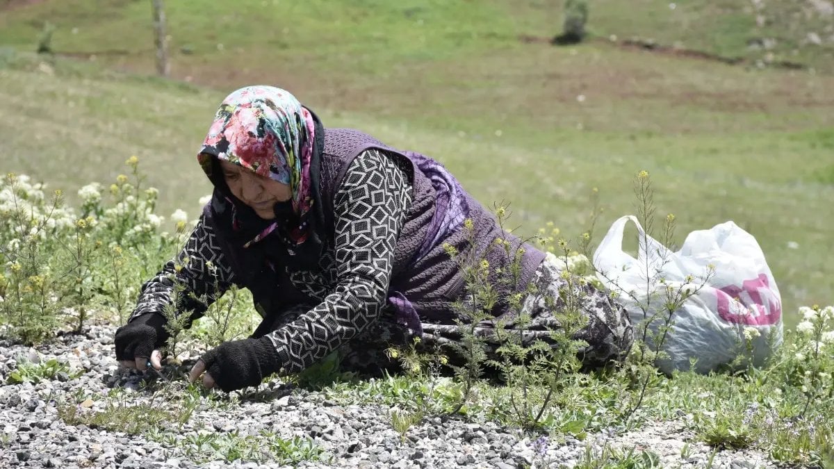 Hiçbir emek istemiyor, kendi kendine yetişiyor! Yol kenarında gören arabayı durdurup topluyor! Sivaslıların uzun yaşam sırrı