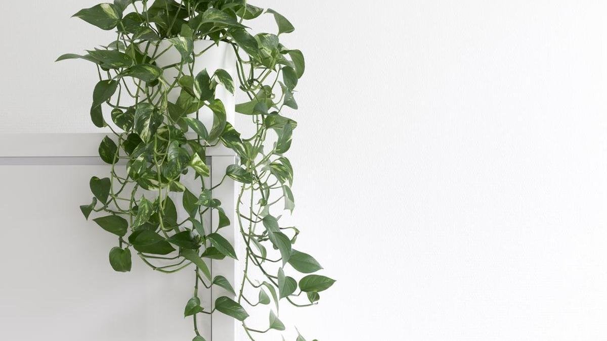 Sarmaşıklarınız coşacak! Bu doğal kürle büyüme patlaması yaşatın: Kısa sürede istediğiniz gibi dolayabilirsiniz