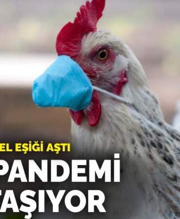 Kuş gribi küresel eşiği aştı: H5N1 pandemi riski taşıyor
