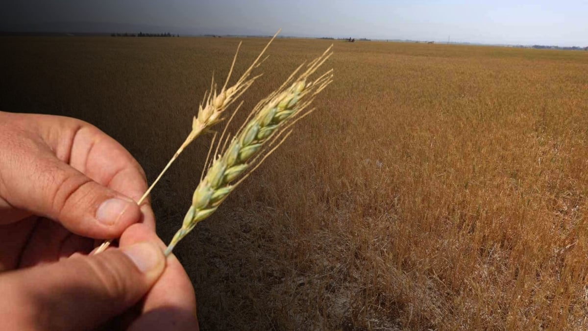 Hasat zamanı bu defa hayal kırıklığı oldu, çiftçi umudunu kaybetti! 38 yıldır böyle kuraklık görülmedi