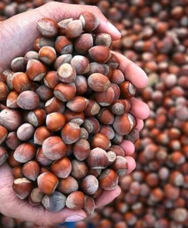 Fındıkta ibre yukarıya döndü! Üretici memnun tüketici dertli: Fiyatlar katlandıkça katlanıyor