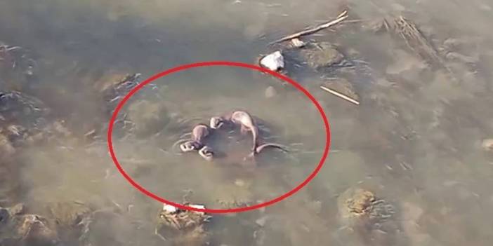 Burası Ekvador değil Türkiye! Nehrin tam ortasında görüldü, gören telefona sarıldı!