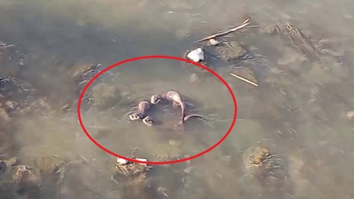 Burası Ekvador değil Türkiye! Nehrin tam ortasında görüldü, gören telefona sarıldı!