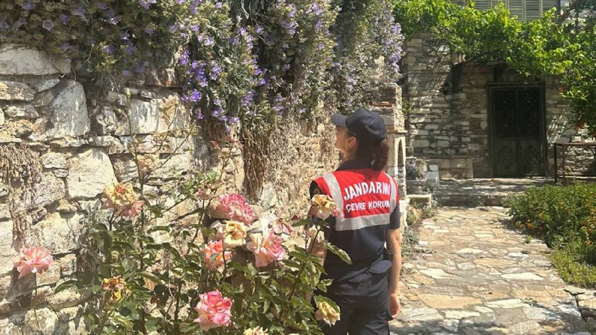 Türkiye’den başka bir yerde bulunmuyor, jandarma 7/24 başında bekliyor! Yaprağını bile koparana 557 bin ceza kesiliyor