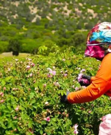 Hasat başladı ama don ürünü çoktan vurdu! Yurt dışına gidecek, fiyatı yarı yarıya düşecek: Çiftçinin yüzü düştü…