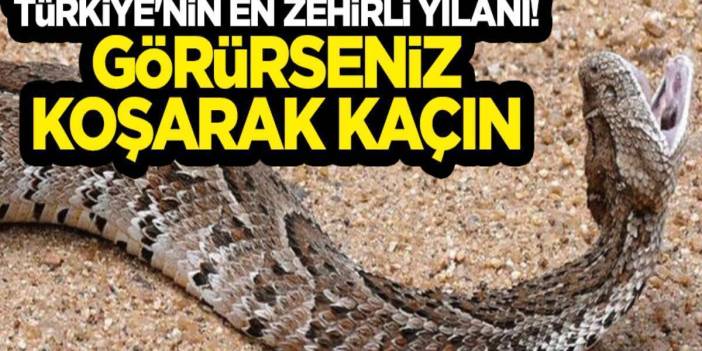 Burası Amerika değil Türkiye! 2.5 metrelik dev yılan sardı sarmaladı: O ilimizde sürüngen istilası başladı, acilen önlem alın