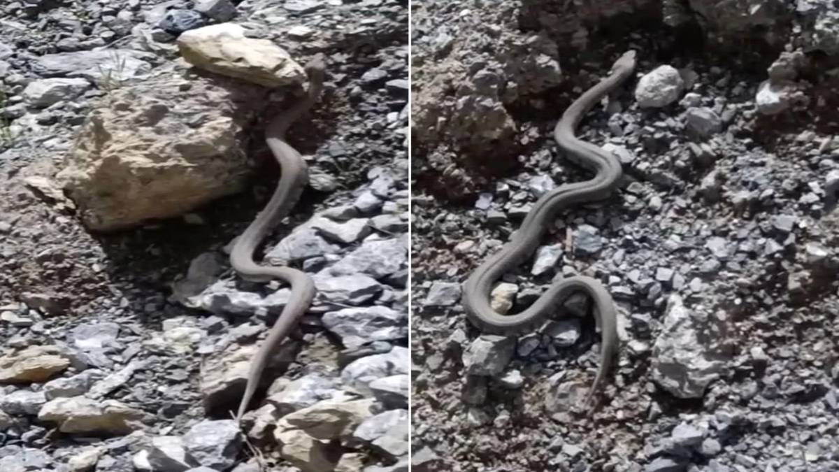 Burası Meksika değil Türkiye! Dünyanın en zehirli yılanı, tek sokuşunda felç bırakıyor: O ilimizde istila başladı