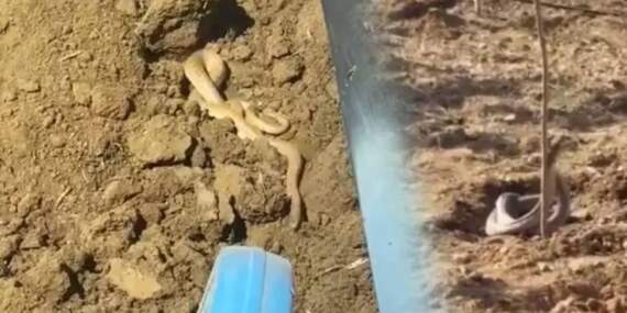 Burası Meksika değil Türkiye! Yolda ve tarlalarda görülmeye başladılar, metrelerce uzunlukta. O ilimizde istila başladı