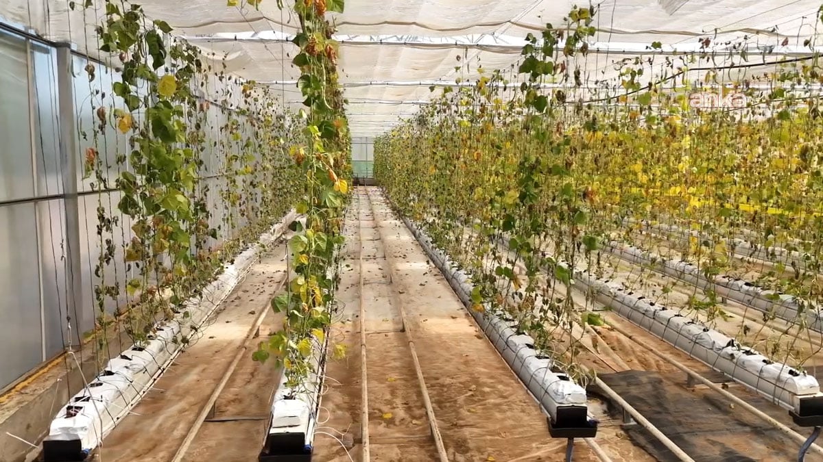 Buca Belediyesi’nin serasına saldırı: Üç kent lokantasının 1,5 milyon liralık ürünü zarar gördü