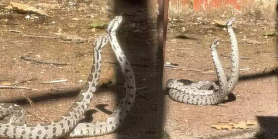 Dünyanın en zehirli türü! Evin bahçesinden biranda fırladılar! Metrelerce uzunluktalar, sokulan bir daha ayağa kalkamaz