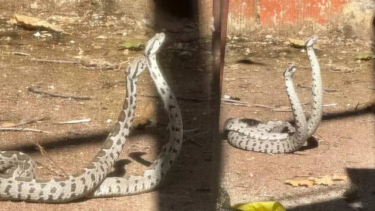 Dünyanın en zehirli türü! Evin bahçesinden biranda fırladılar! Metrelerce uzunluktalar, sokulan bir daha ayağa kalkamaz