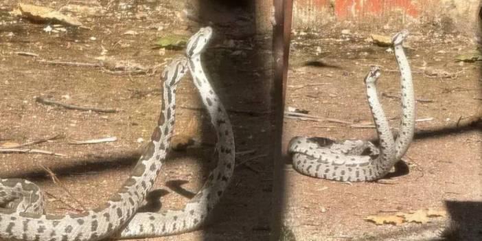 Dünyanın en zehirli türü! Evin bahçesinden biranda fırladılar! Metrelerce uzunluktalar, sokulan bir daha ayağa kalkamaz