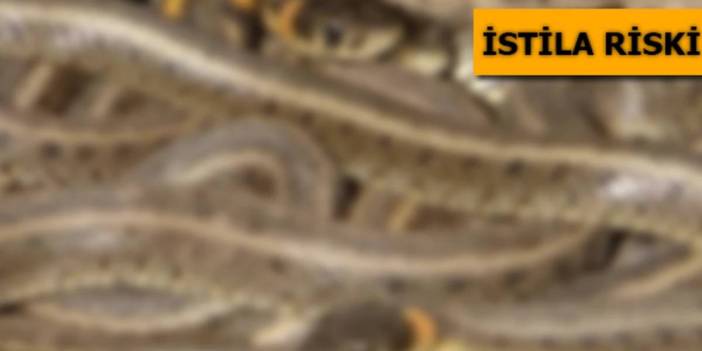 Antalya, Isparta, Mersin ve Burdur'da istila başladı! Evlerin bahçesinde görülmeye başladılar. Çiftleşme dansı için...