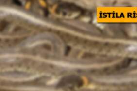 Antalya, Isparta, Mersin ve Burdur’da istila başladı! Evlerin bahçesinde görülmeye başladılar. Çiftleşme dansı için…