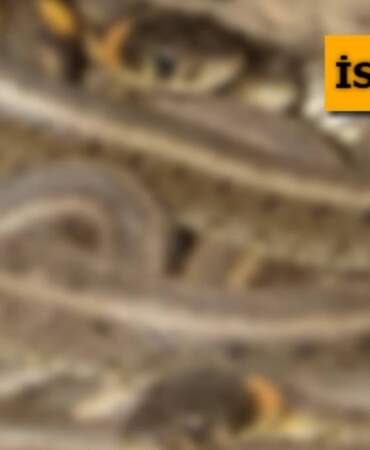 Antalya, Isparta, Mersin ve Burdur’da istila başladı! Evlerin bahçesinde görülmeye başladılar. Çiftleşme dansı için…