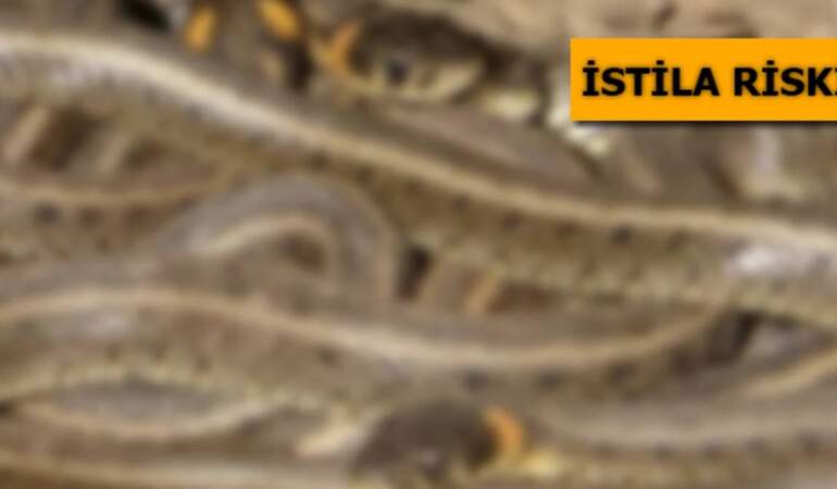 Antalya, Isparta, Mersin ve Burdur’da istila başladı! Evlerin bahçesinde görülmeye başladılar. Çiftleşme dansı için…