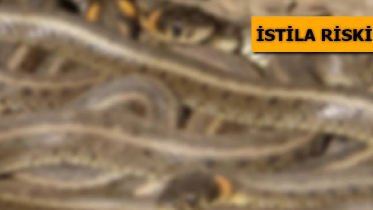 Antalya, Isparta, Mersin ve Burdur’da istila başladı! Evlerin bahçesinde görülmeye başladılar. Çiftleşme dansı için…