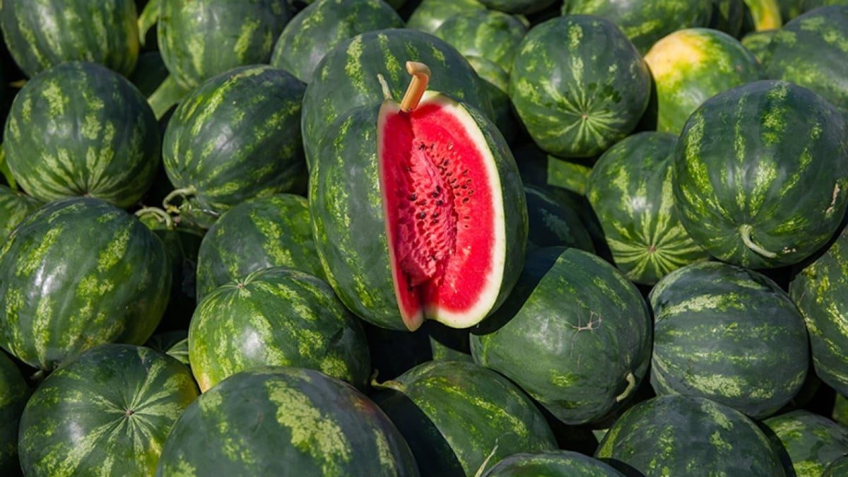 Karpuz alırken bu tüyoya kulak verin! Adanalı üreticilerin ‘bal gibi’ karpuz formülü: Yazın karpuzlarınız sağlam çıkacak