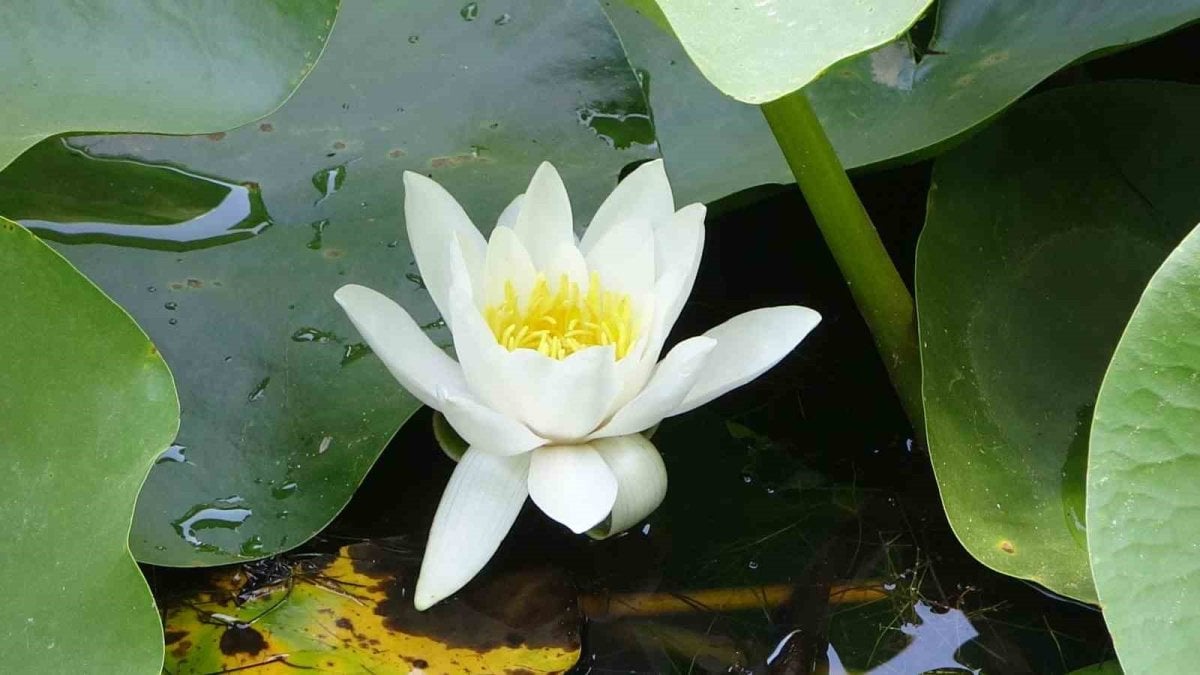 Ziyaretçileri hayran bırakıyor, koparan yandı! Cezası tam 557 bin TL