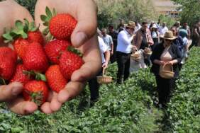 Sason’da hasat başladı, tezgahlar renklendi! Yaz meyvesi fiyatıyla şaşırttı: Kilosu 70, kasası 200 TL