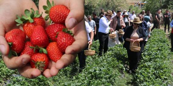 Sason’da hasat başladı, tezgahlar renklendi! Yaz meyvesi fiyatıyla şaşırttı: Kilosu 70, kasası 200 TL