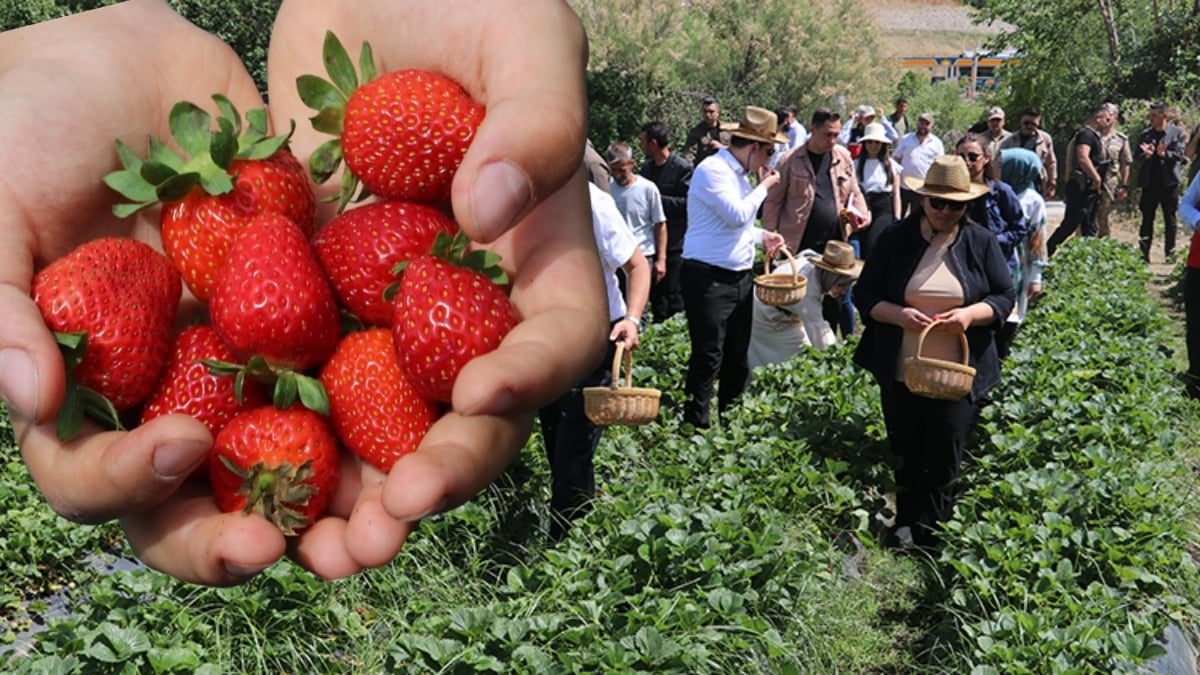 Sason’da hasat başladı, tezgahlar renklendi! Yaz meyvesi fiyatıyla şaşırttı: Kilosu 70, kasası 200 TL