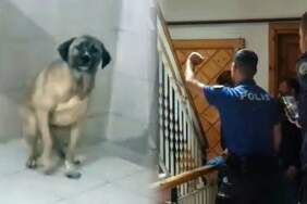 Evinde 12 köpekle yaşayan kadın gözaltına alındı! Komşuları şikayet edince polis baskın düzenledi