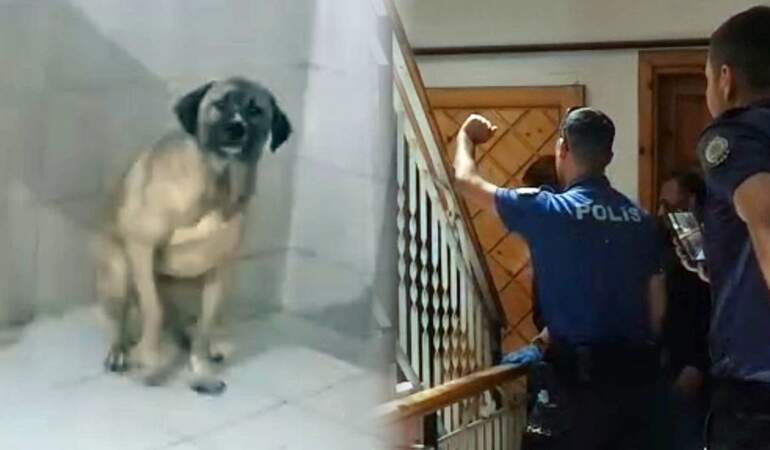 Evinde 12 köpekle yaşayan kadın gözaltına alındı! Komşuları şikayet edince polis baskın düzenledi