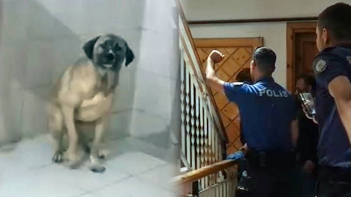 Evinde 12 köpekle yaşayan kadın gözaltına alındı! Komşuları şikayet edince polis baskın düzenledi