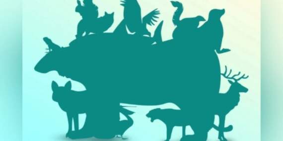 Göreviniz başlıyor! 17 saniyede kaç hayvan bulacaksınız? Dahiler şıp demeden bulacak