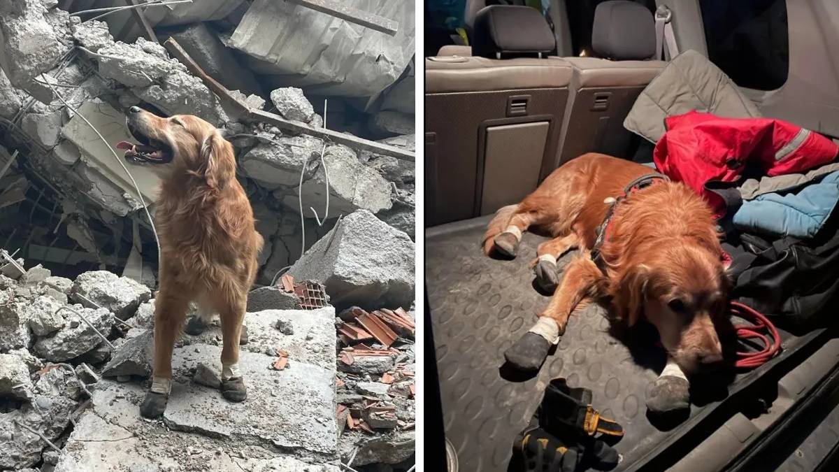 6 Şubat depremlerinde 18 can kurtaran Killian hayatını kaybetti