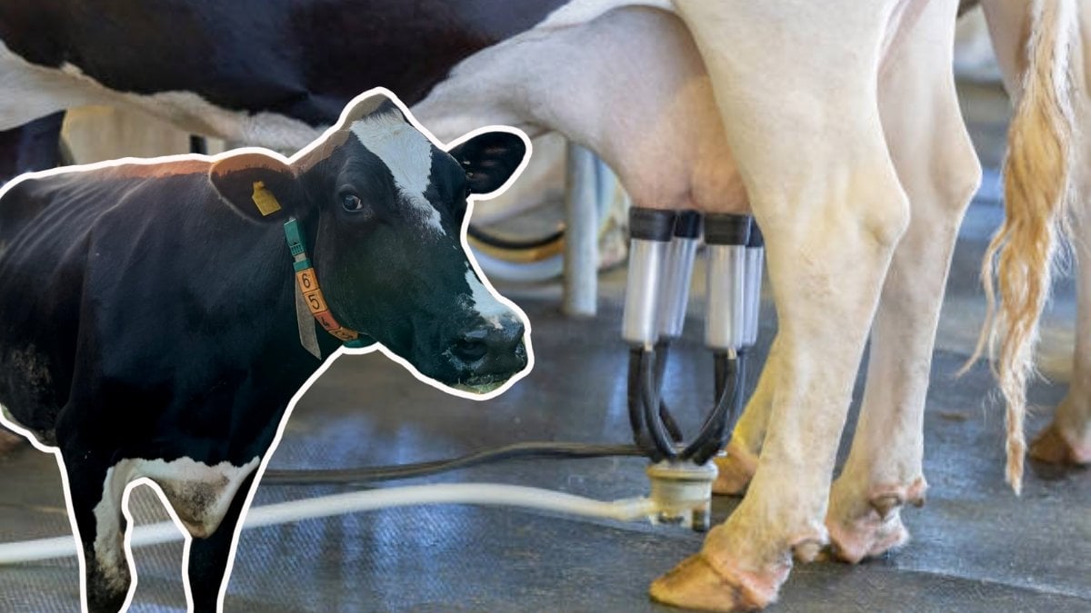 Ünlü süt üreticisinden rekor kıran paylaşım: Tek bir inekten bir günde o kadar çok süt aldı ki… Nazar değmesin