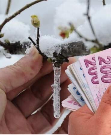 Çiftçinin beklediği haber geldi! Zirai don ödemeleri takvimi belli oldu: İşte başvuru ve ödeme detayları