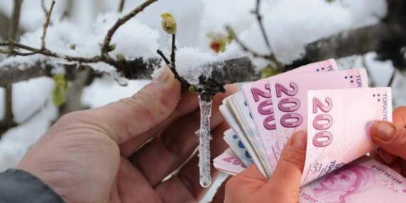 Çiftçinin beklediği haber geldi! Zirai don ödemeleri takvimi belli oldu: İşte başvuru ve ödeme detayları