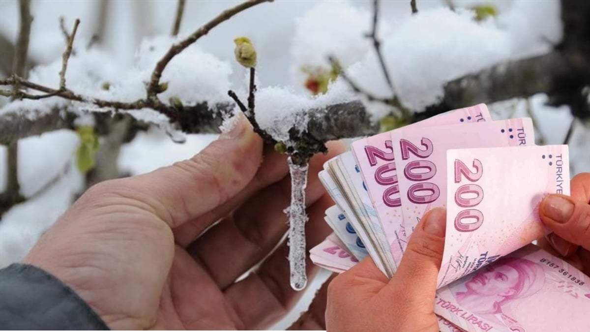 Çiftçinin beklediği haber geldi! Zirai don ödemeleri takvimi belli oldu: İşte başvuru ve ödeme detayları