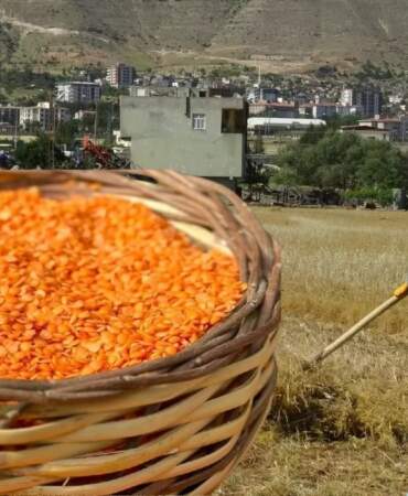 Hasat başladı, çiftçinin eli boş kaldı! Beklenen verim alınamadı: Böyle giderse fiyatlar da artabilir