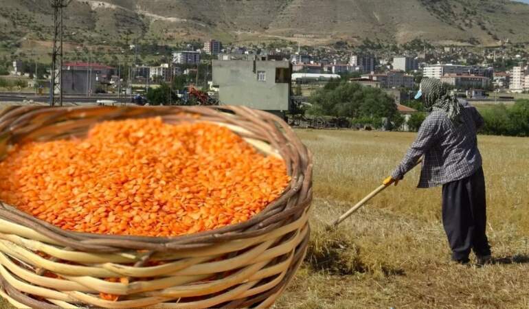 Hasat başladı, çiftçinin eli boş kaldı! Beklenen verim alınamadı: Böyle giderse fiyatlar da artabilir