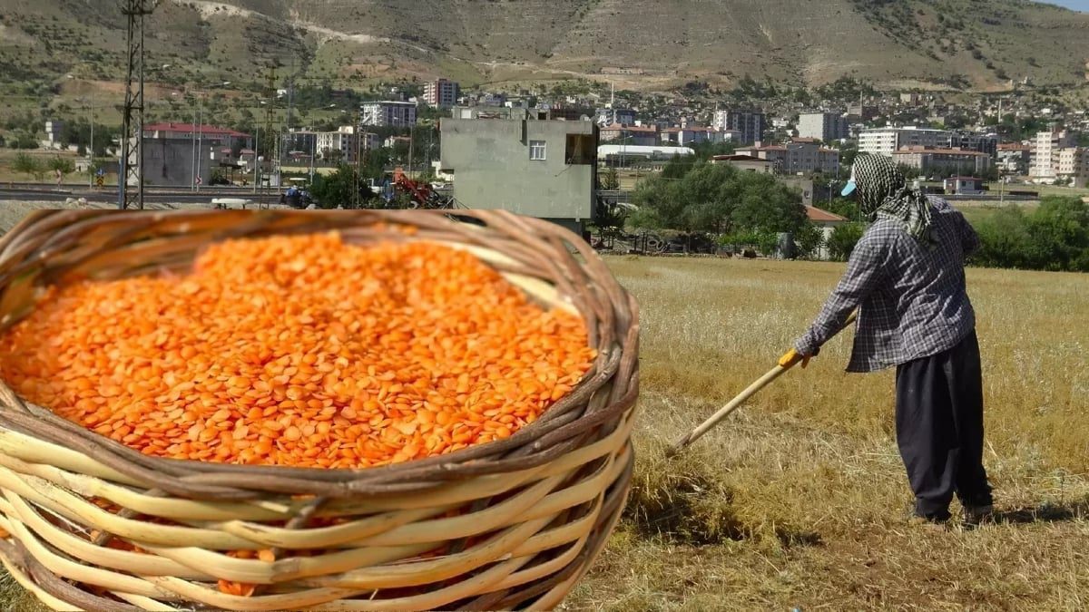 Hasat başladı, çiftçinin eli boş kaldı! Beklenen verim alınamadı: Böyle giderse fiyatlar da artabilir