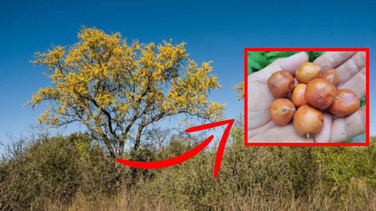 Ne su ister ne de gölge! Kuraklığa meydan okuyor, gücünü topraktan alıyor: Bu ağaç meyveleriyle ekene şifa veriyor