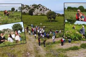 Hasat başladı, tarlaya işçiden çok turist yağdı! Böylesi görülmedi: Yerli, yabancı hepsi hasat yerine akın etti
