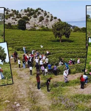 Hasat başladı, tarlaya işçiden çok turist yağdı! Böylesi görülmedi: Yerli, yabancı hepsi hasat yerine akın etti