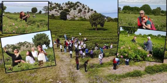 Hasat başladı, tarlaya işçiden çok turist yağdı! Böylesi görülmedi: Yerli, yabancı hepsi hasat yerine akın etti