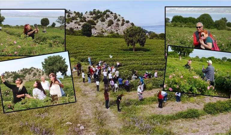 Hasat başladı, tarlaya işçiden çok turist yağdı! Böylesi görülmedi: Yerli, yabancı hepsi hasat yerine akın etti